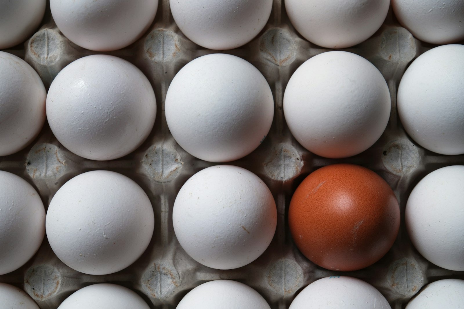 A tray of identical white eggs with a single brown egg standing out among them